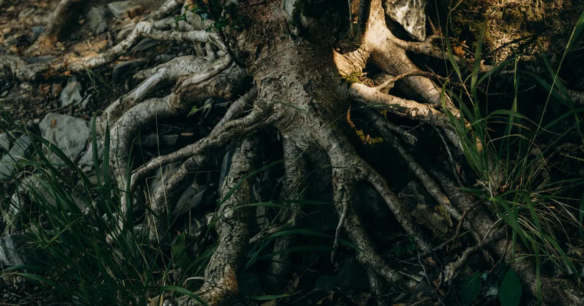 Understanding the Root Causes of Conflict